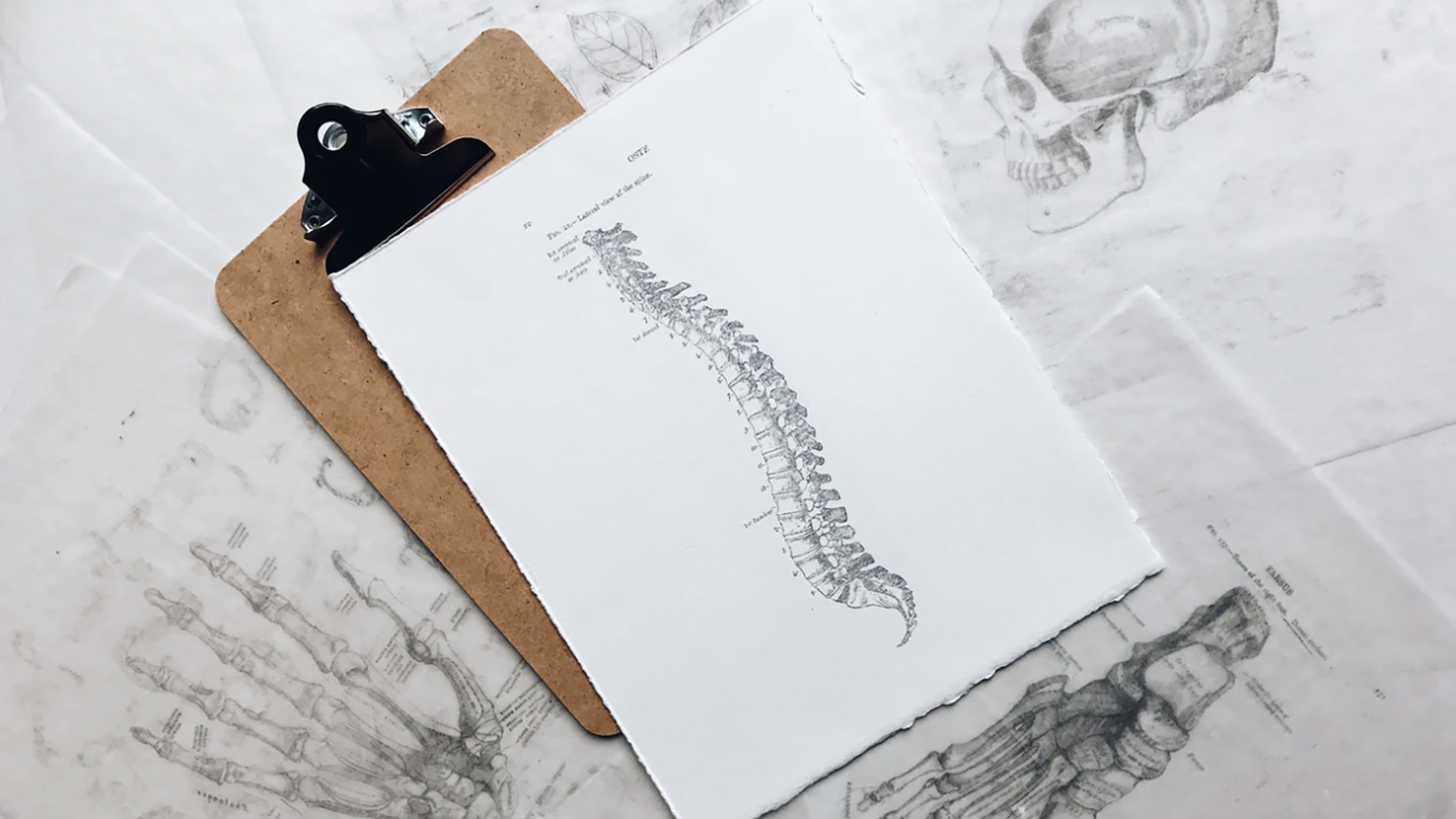 Drawing of a spine on a clipboard
